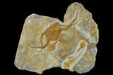 Ordovician Brittle Star, Carpoids & Crinoid Plate - Morocco #118171-1